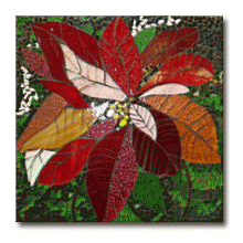 1960 - Poinsettia