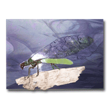 1993 - Golden-eyed Lacewing